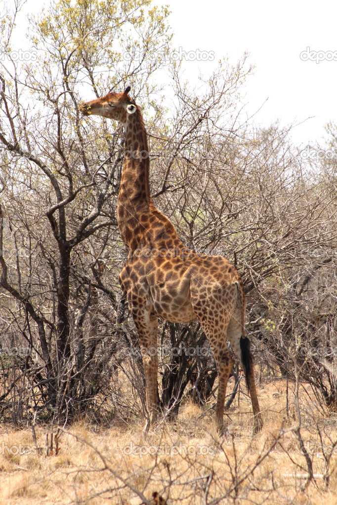 Giraffe eating leaves