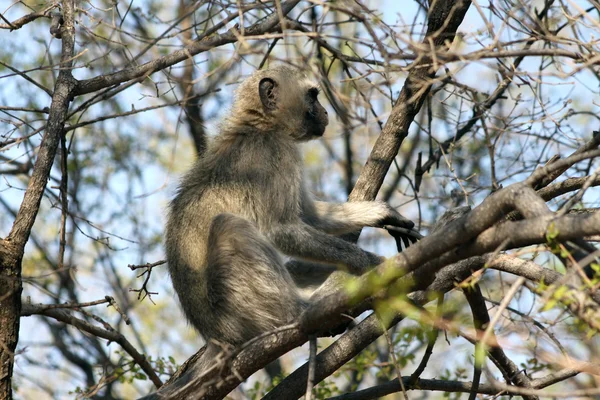 Верветная обезьяна на дереве — стоковое фото