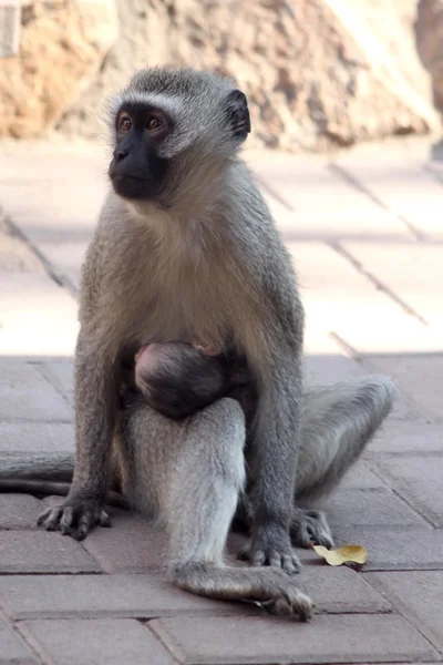 Mère Vervet Singe avec bébé — Photo