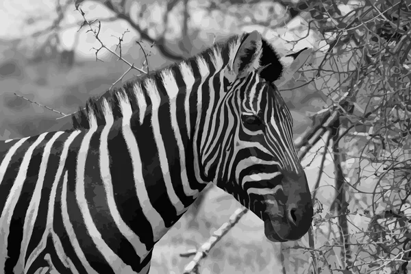 Zebra Head Side Profile Vector Blanco y Negro — Vector de stock