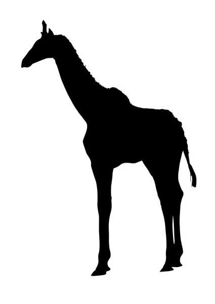 Side Profile Image of Young Giraffe Standing — Stock Vector