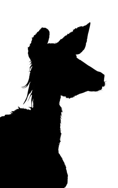 Profilo laterale Immagine di Kudu Cow Listening — Vettoriale Stock