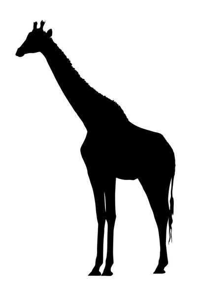 Strony profilu obrazu stoi duża żyrafa — Wektor stockowy