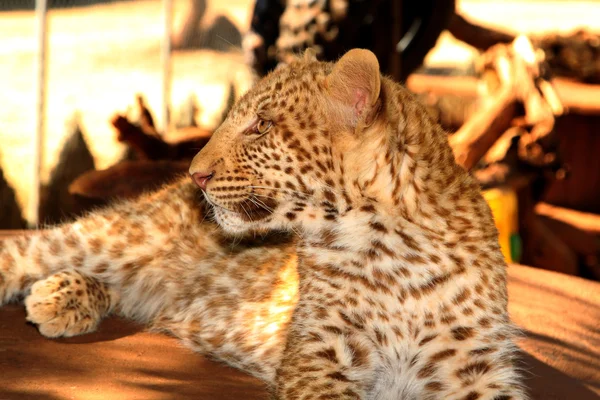 Helt unik strawberry leopard — Stockfoto