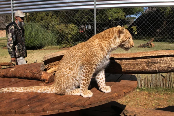 Leopardo di fragole assolutamente unico — Foto Stock