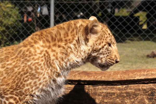 Leopardo di fragole assolutamente unico — Foto Stock