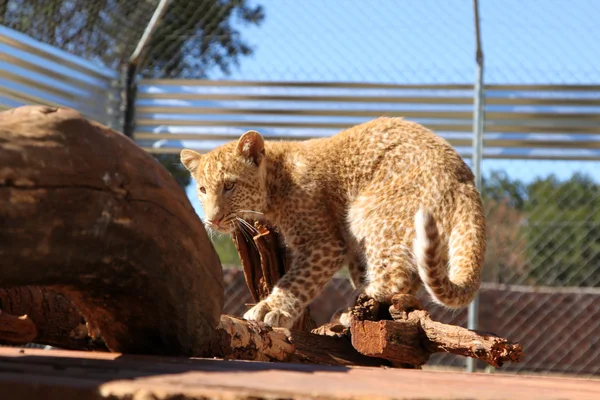 Helt unik strawberry leopard — Stockfoto