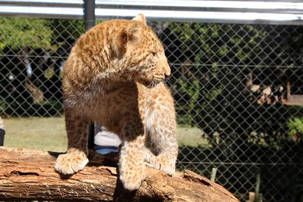 Leopardo di fragole assolutamente unico — Foto Stock