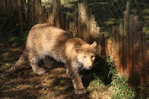 Leopardo di fragole assolutamente unico — Foto Stock