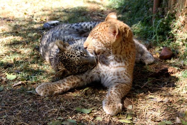 Helt unik strawberry leopard — Stockfoto