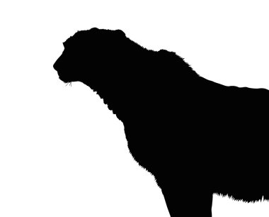 Uyarı ayakta cheetah silüeti 