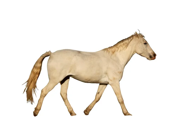 Portrait Isolated Picture of Large Horse Galloping — Stock Photo, Image