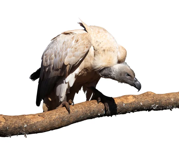 Portrait Isolated Picture of Large Vulture on Branch — Stock Photo, Image