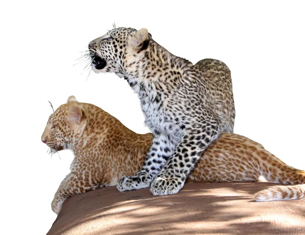 Retrato Isolado Imagem de Jovens Irmãos Leopardo Único — Fotografia de Stock