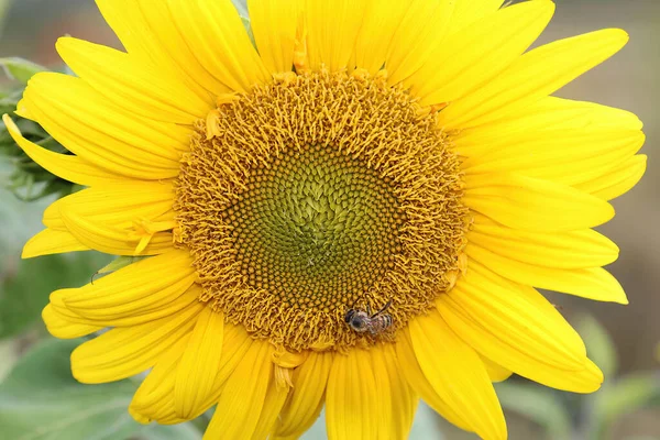 Blühende Hellgelbe Sonnenblume Mit Bienenbestäubung — Stockfoto