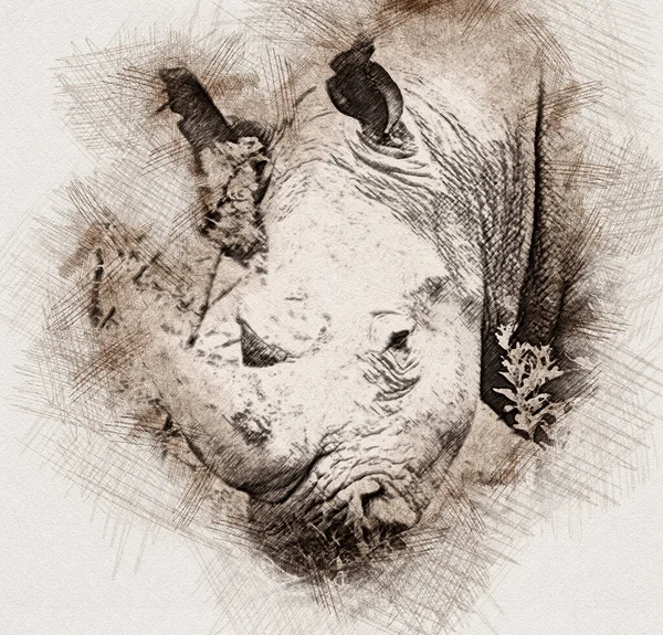 Artistic Illustration Pencil Portrait Sketch Close Rhinoceros — Stock Photo, Image