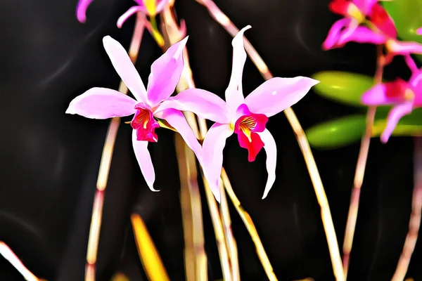 Ulepszone Zdjęcie Pięknej Orchidei Bloom Laelia Anceps Chamberlainiana — Zdjęcie stockowe