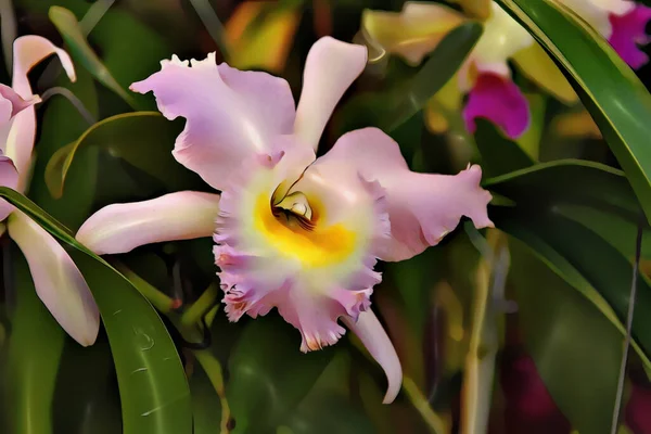 Ulepszone Zdjęcie Pięknej Orchidei Kwitnącej Rhyncholaeliocattleya Pastoral Rosee — Zdjęcie stockowe