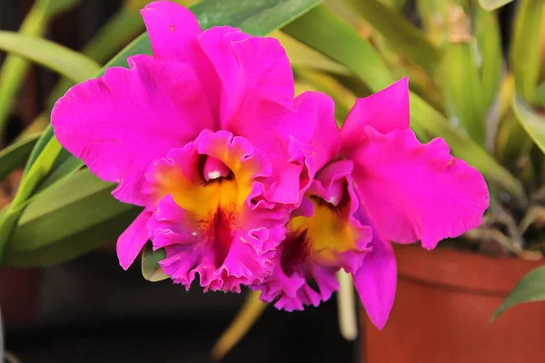 Ulepszone Zdjęcie Pięknej Orchidei Bloom Cattleya Labiata — Zdjęcie stockowe