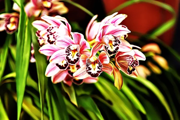 Ulepszone Zdjęcie Pięknej Orchidei Bloom Cymbidium Lub Boat Orchid — Zdjęcie stockowe