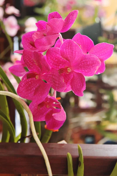 Ulepszone Zdjęcie Pięknej Orchidei Bloom Vanda Fuchs Cherry Rose — Zdjęcie stockowe