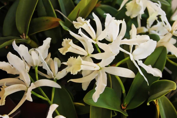 Verstärktes Bild Der Schönen Orchidee Bloom White Cattleya Orchidee — Stockfoto