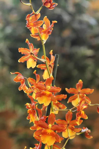 Imagen Mejorada Hermosa Flor Orquídea Odontocidium Catatante — Foto de Stock