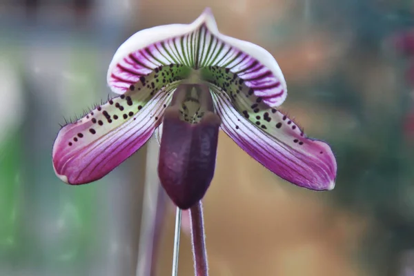 Ulepszone Zdjęcie Pięknej Orchidei Bloom Papphiopedilum Callosum Ladys Pantofelek — Zdjęcie stockowe