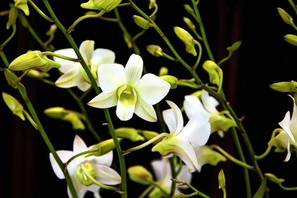 Ulepszone Zdjęcie Pięknej Orchidei Bloom Dendrobium Snow White Memoria Księżniczka — Zdjęcie stockowe
