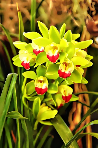 Ulepszone Zdjęcie Pięknej Orchidei Bloom Cymbidium Zielona Opal — Zdjęcie stockowe