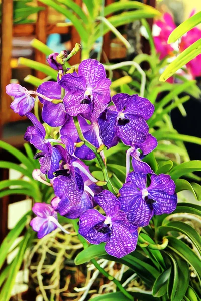 Enhanced Picture of Beautiful Orchid Bloom Vanda achara Delight