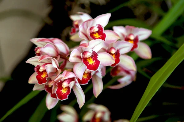 Verbessertes Bild Der Schönen Orchideenblüte Cymbidium Oder Boot Orchidee — Stockfoto