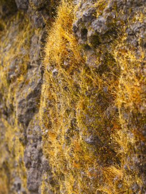 dağ bitki örtüsü