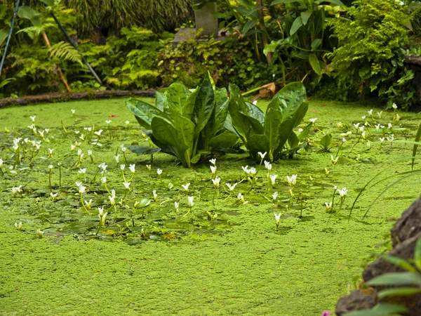 Tropische tuin — Stockfoto