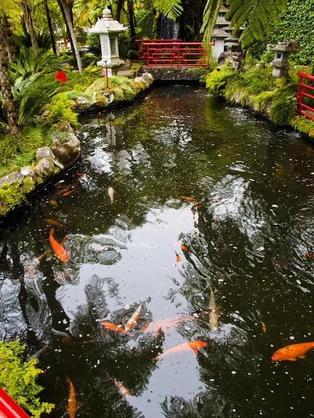 Tropical garden — Stock Photo, Image