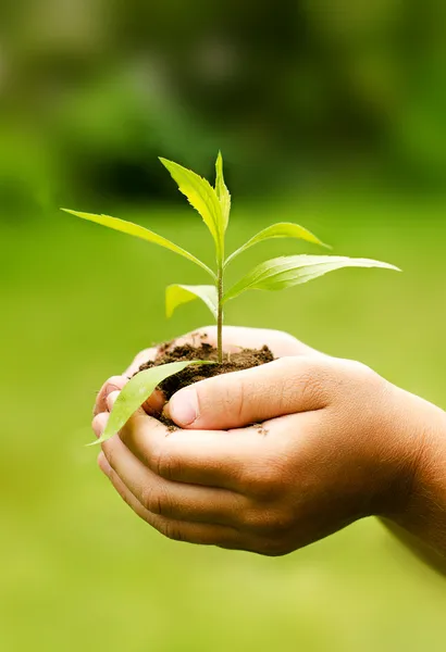 Kinderhände halten junge Pflanze vor frühlingsgrünem Hintergrund. — Stockfoto