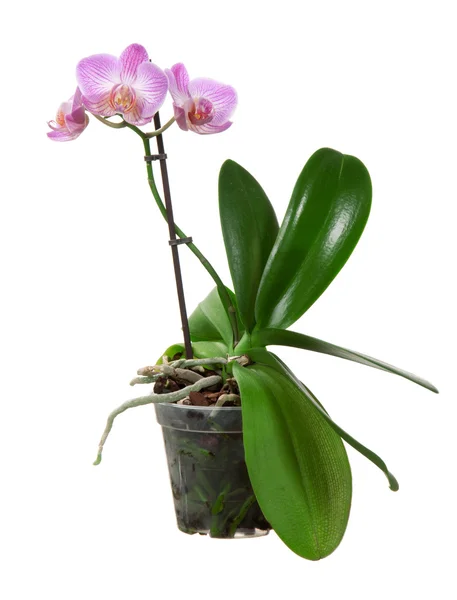 Hermosa flor de orquídea violeta en flor — Foto de Stock