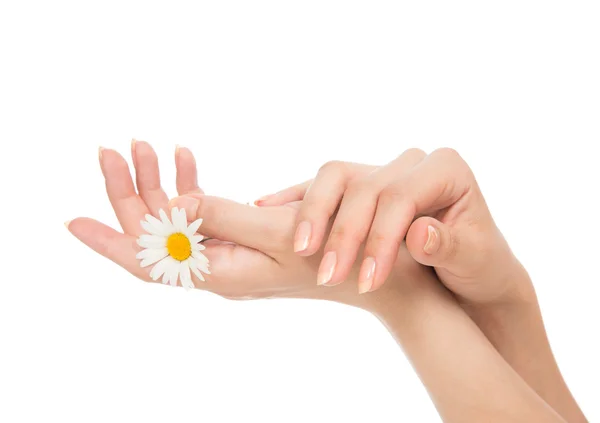 Beautiful woman hands french manicure with camomile flower — Stock Photo, Image