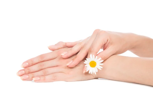 Hands french manicure with camomile daisy flower i — Stock Photo, Image