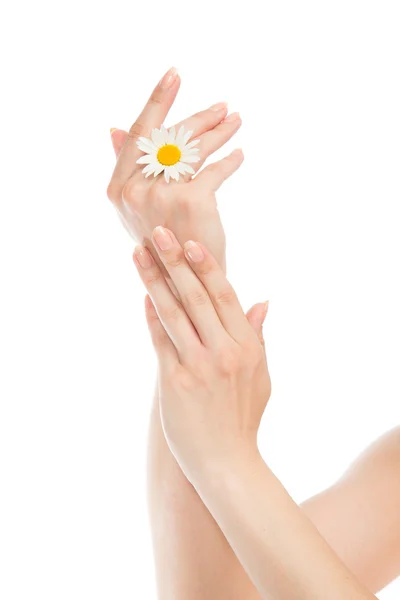 Woman hands french manicure with camomile daisy flower — Stock Photo, Image