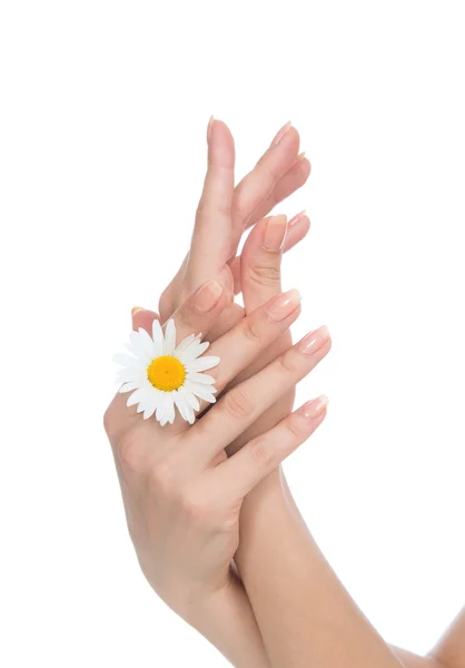 Vrouw handen Franse manicure met kamille bloem — Stockfoto