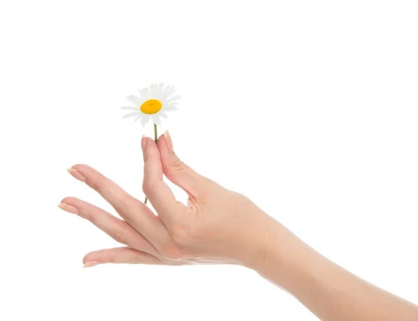 Femme main manucure française avec des fleurs de marguerite de camomille — Photo