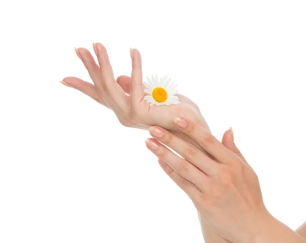 Hands french manicure with camomile daisy flower — Stock Photo, Image