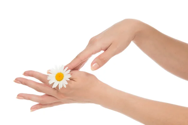 Mujer manos manicura francesa con flor de margarita de manzanilla —  Fotos de Stock