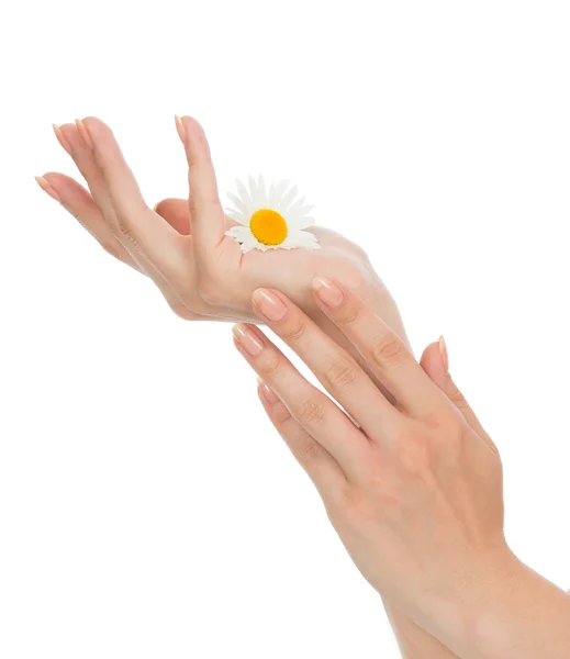 Woman hands french manicure with chamomile daisy flowers — Stock Photo, Image