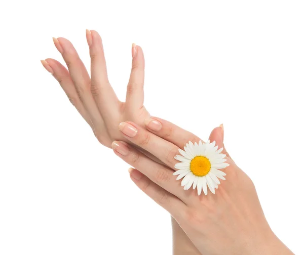 French manicured hands with fresh camomile daisy flower — Stock Photo, Image