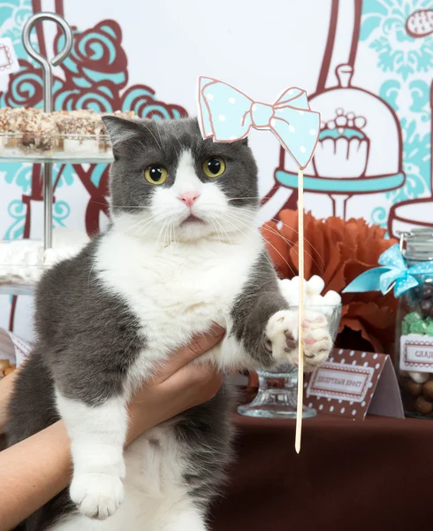 Весёлая вечеринка в честь дня рождения кота — стоковое фото