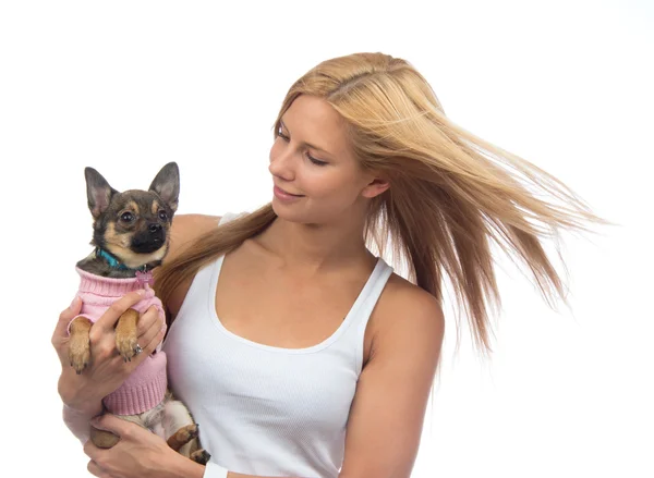 Mulher segurar nas mãos pequeno cão Chihuahua ou cachorro — Fotografia de Stock