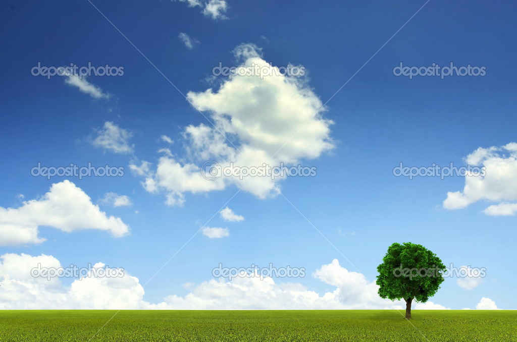 Lonely tree in Green Grassland