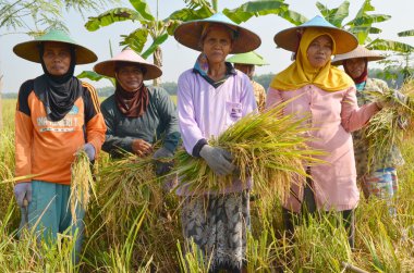 ricefield işçi